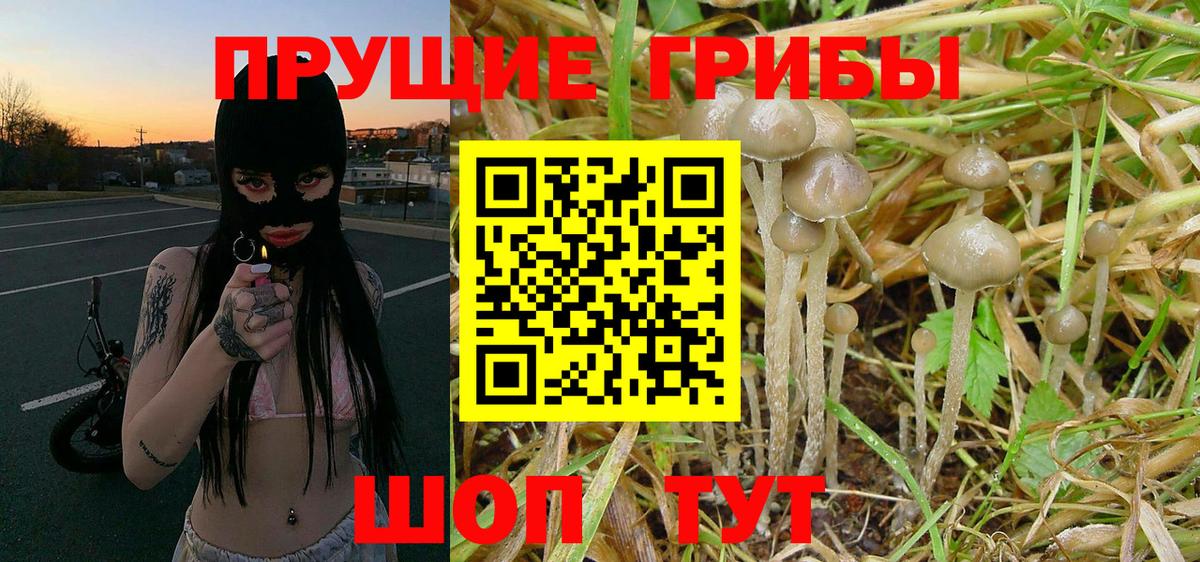Галлюциногенные грибы Psilocybine cubensis Красногорск